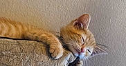 Chayanne is registered to the contest to win money with this photo: kitten, cat, sleeping, ginger_cat, paw, cushion, indoor, relaxation, cozy, nap, feline, cute, pet, fur, whiskers, resting, peaceful, animal, closeup, texture