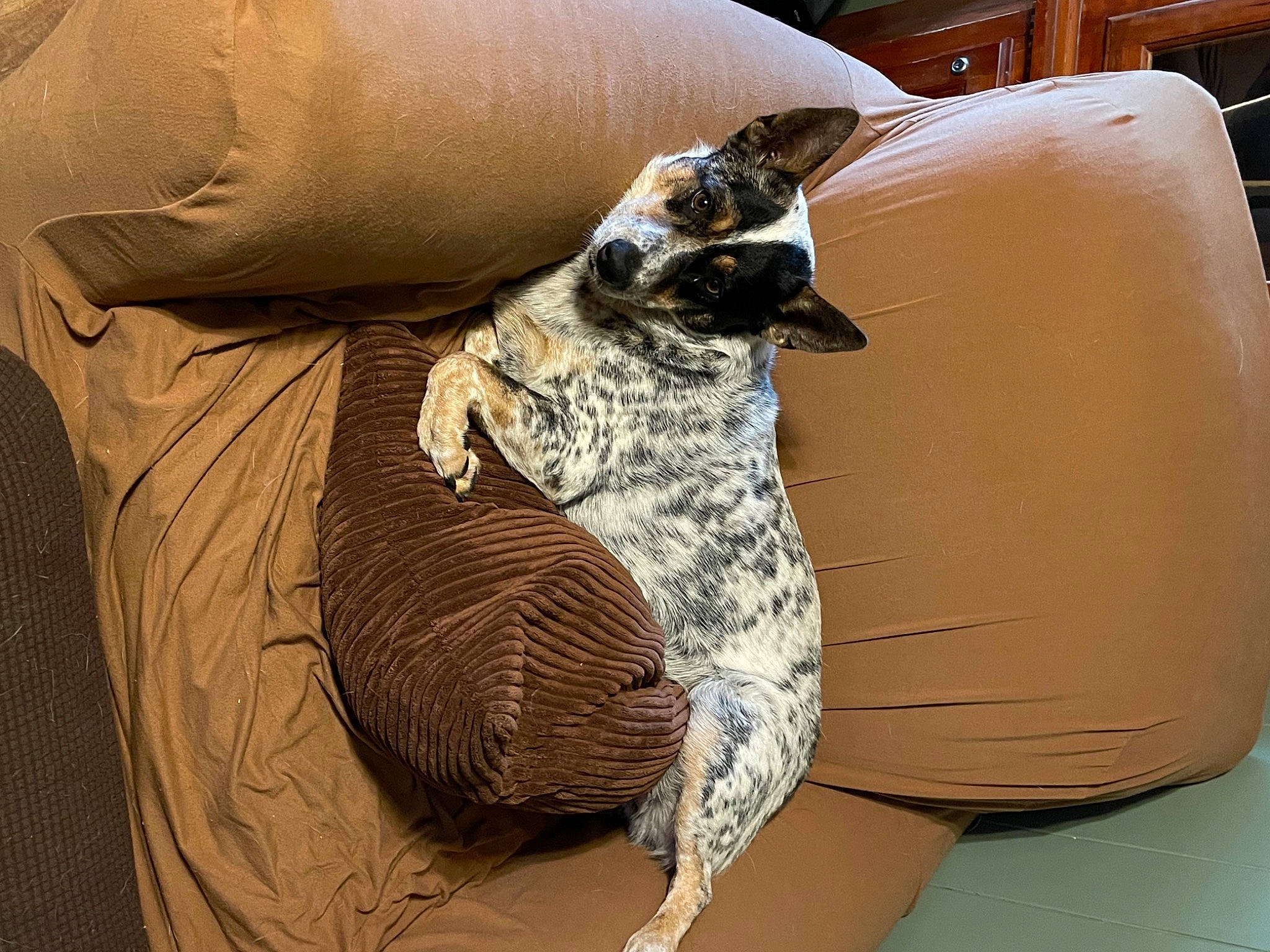 Willow is registered to the contest to win money with this photo: bean_bag, canidae, carnivore, cat_bed, comfort, companion_dog, couch, dog, dog_breed, fawn, felidae, fur, small_to_medium_sized_cats, sporting_group, studio_couch, tail, terrestrial_animal, whiskers, wood, working_animal