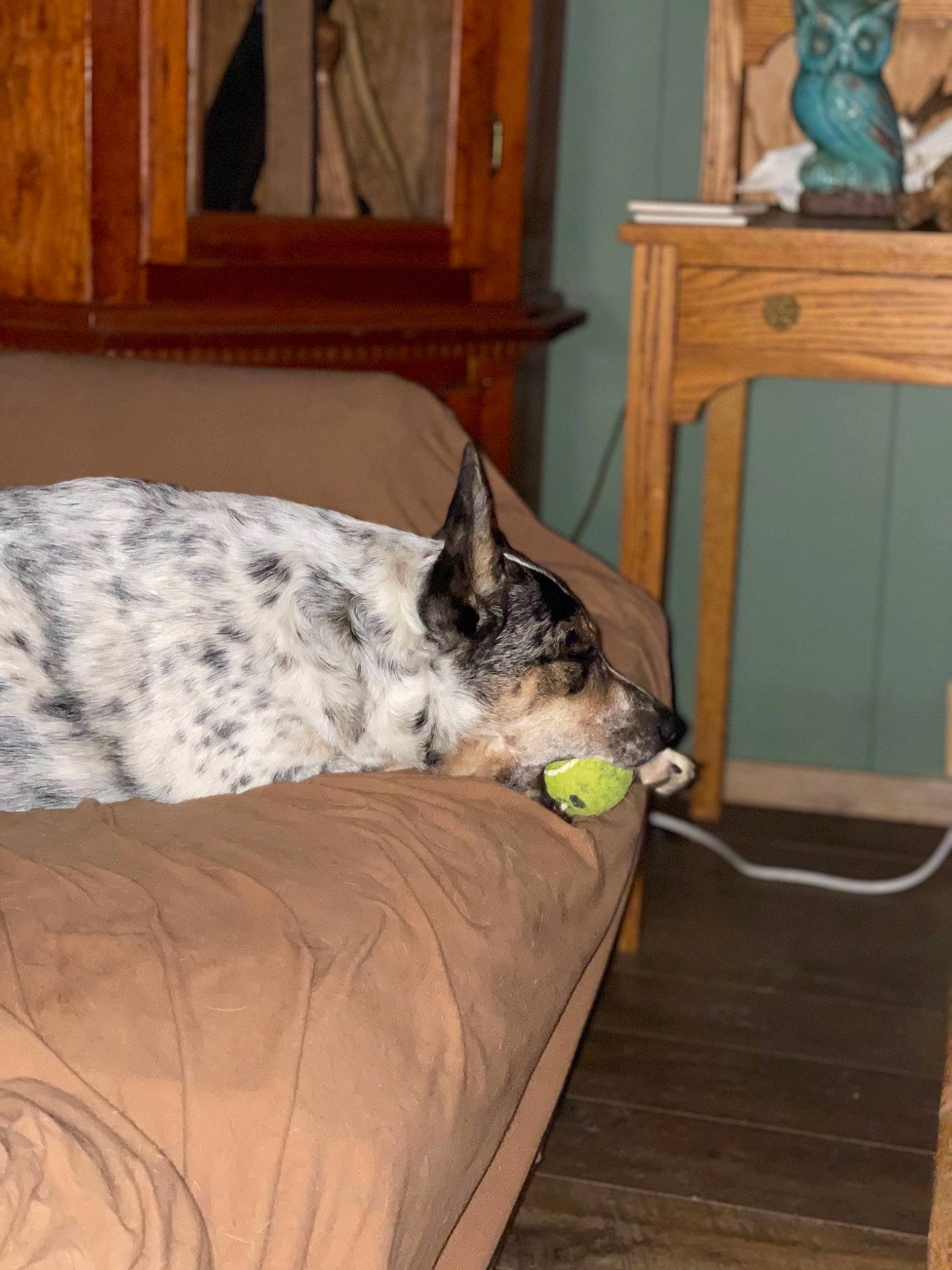 Willow joined the competition — help win amazing prizes! carnivore, cat, comfort, companion_dog, couch, dog_breed, domestic_short_haired_cat, fawn, felidae, floor, flooring, grey, hardwood, linens, room, small_to_medium_sized_cats, tail, terrestrial_animal, whiskers, wood