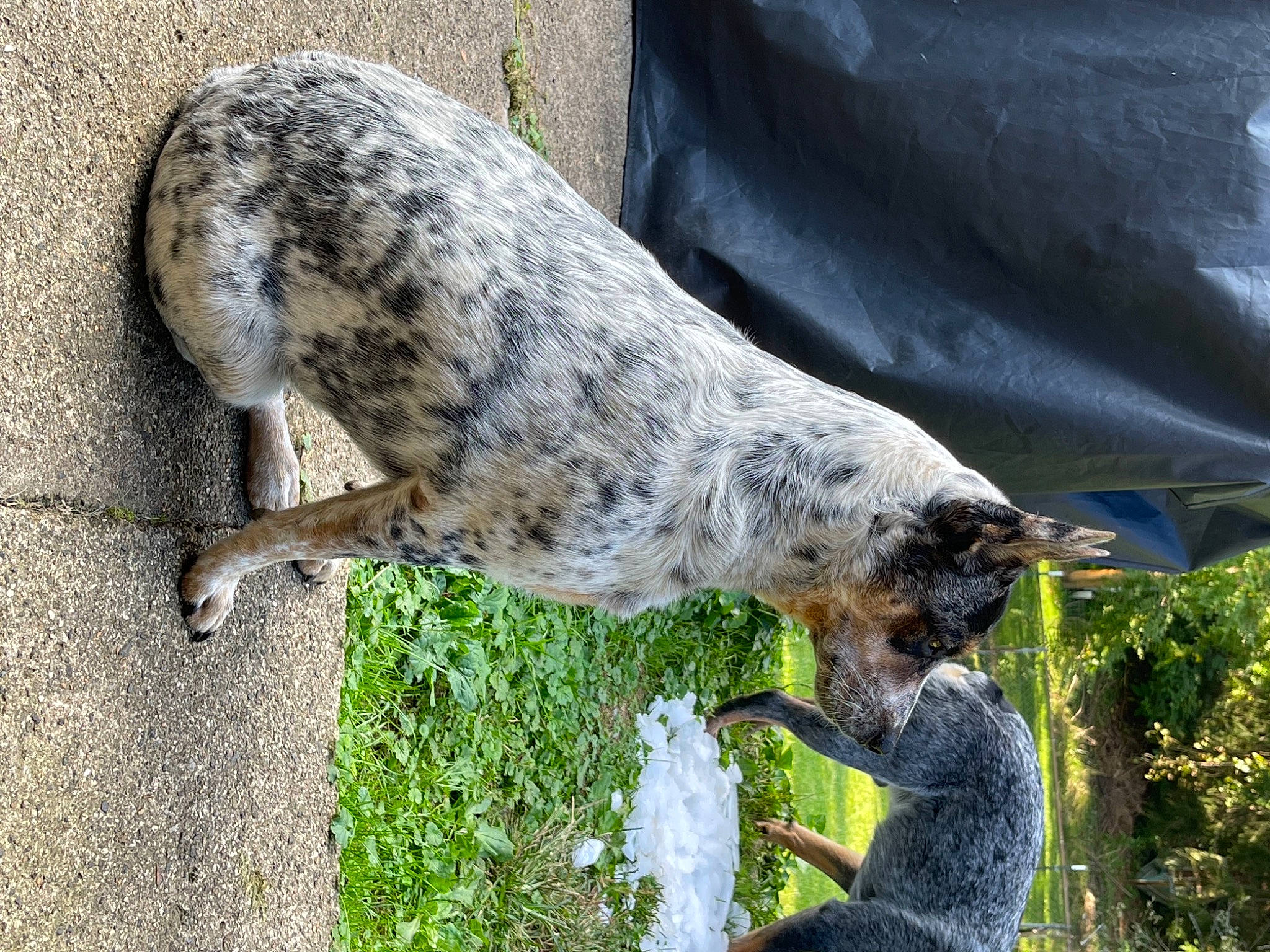 Willow is registered to the contest to win money with this photo: art, canidae, carnivore, dog, dog_breed, grass, hyena, mammal, non_sporting_group, plant, sculpture, snout, snow_leopard, spotted_hyena, tail, terrestrial_animal, tree, trunk, vertebrate, wildlife