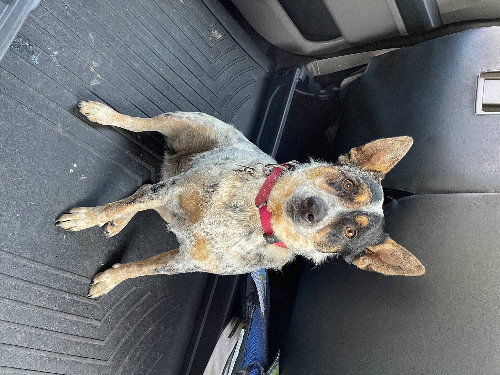 Willow joined the competition — help win amazing prizes! auto_part, canidae, car_seat, carnivore, collar, companion_dog, dog, dog_breed, dog_collar, dog_supply, fawn, fur, german_shepherd_dog, motor_vehicle, pet_supply, snout, sporting_group, vehicle, vehicle_door, working_animal