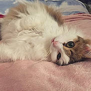 Kiara participe au concours pour gagner de l'argent avec cette photo : animal, bedroom, blanket, cat, comfort, cozy, cute, domestic, ears, eyes, fluffy, fur, indoor, lying_down, pet, pink, relaxed, resting, soft, whiskers