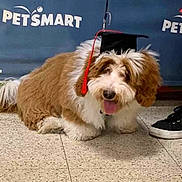 Toby is registered to the contest to win money with this photo: dog, graduation_cap, pet, happy, tongue_out, fluffy, brown_and_white, floor, tile_floor, indoor, pet_smart_logo, footwear, shoe, animal, canine, celebration, cute, portrait, companion, pet_event