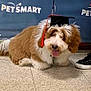 dog, graduation_cap, pet, happy, tongue_out, fluffy, brown_and_white, floor, tile_floor, indoor, pet_smart_logo, footwear, shoe, animal, canine, celebration, cute, portrait, companion, pet_event
