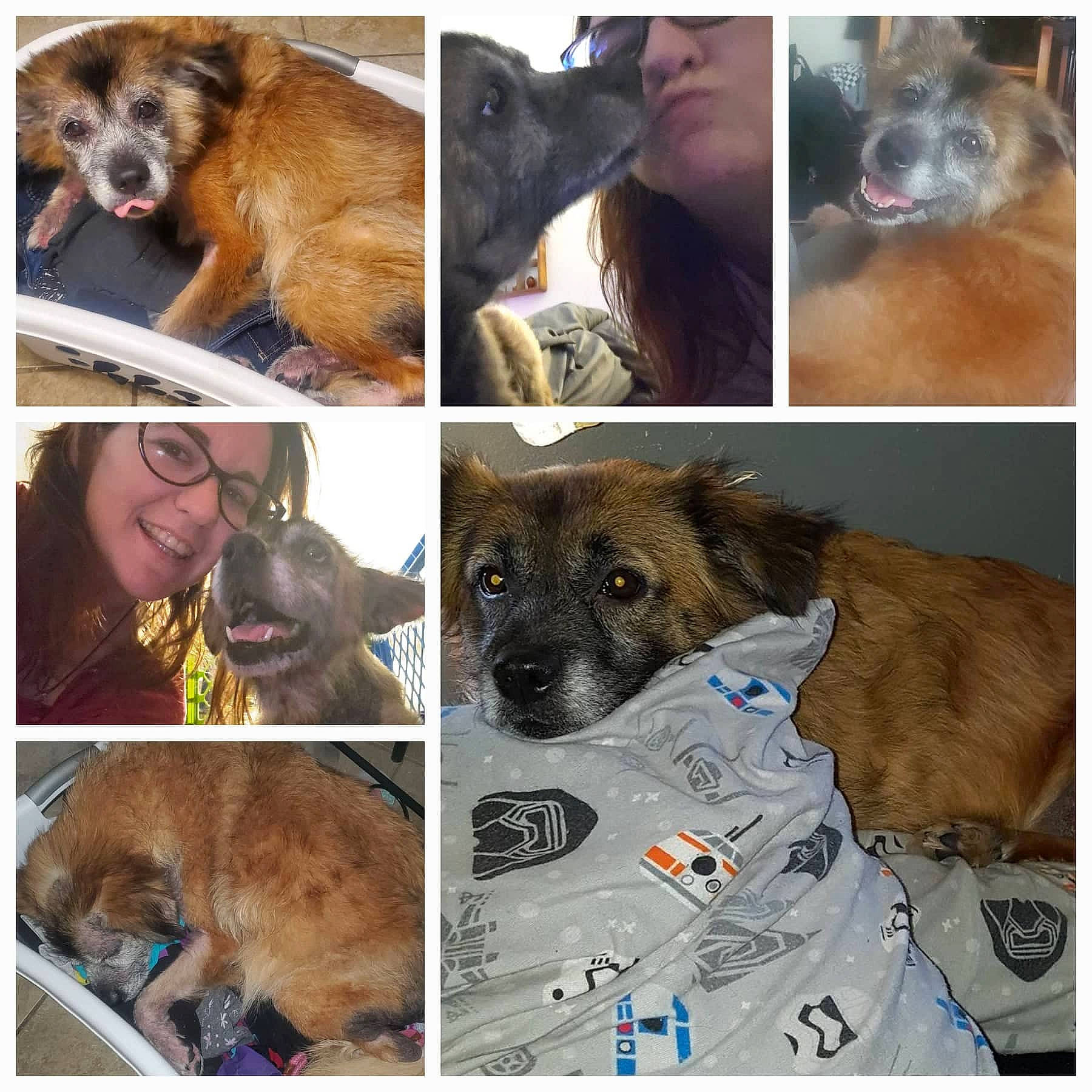 Bella is registered to the contest to win money with this photo: art, canidae, carnivore, collage, collar, companion_dog, dog, dog_breed, fawn, fur, liver, mammal, photograph, selfie, snapshot, snout, sporting_group, vertebrate, whiskers, working_animal