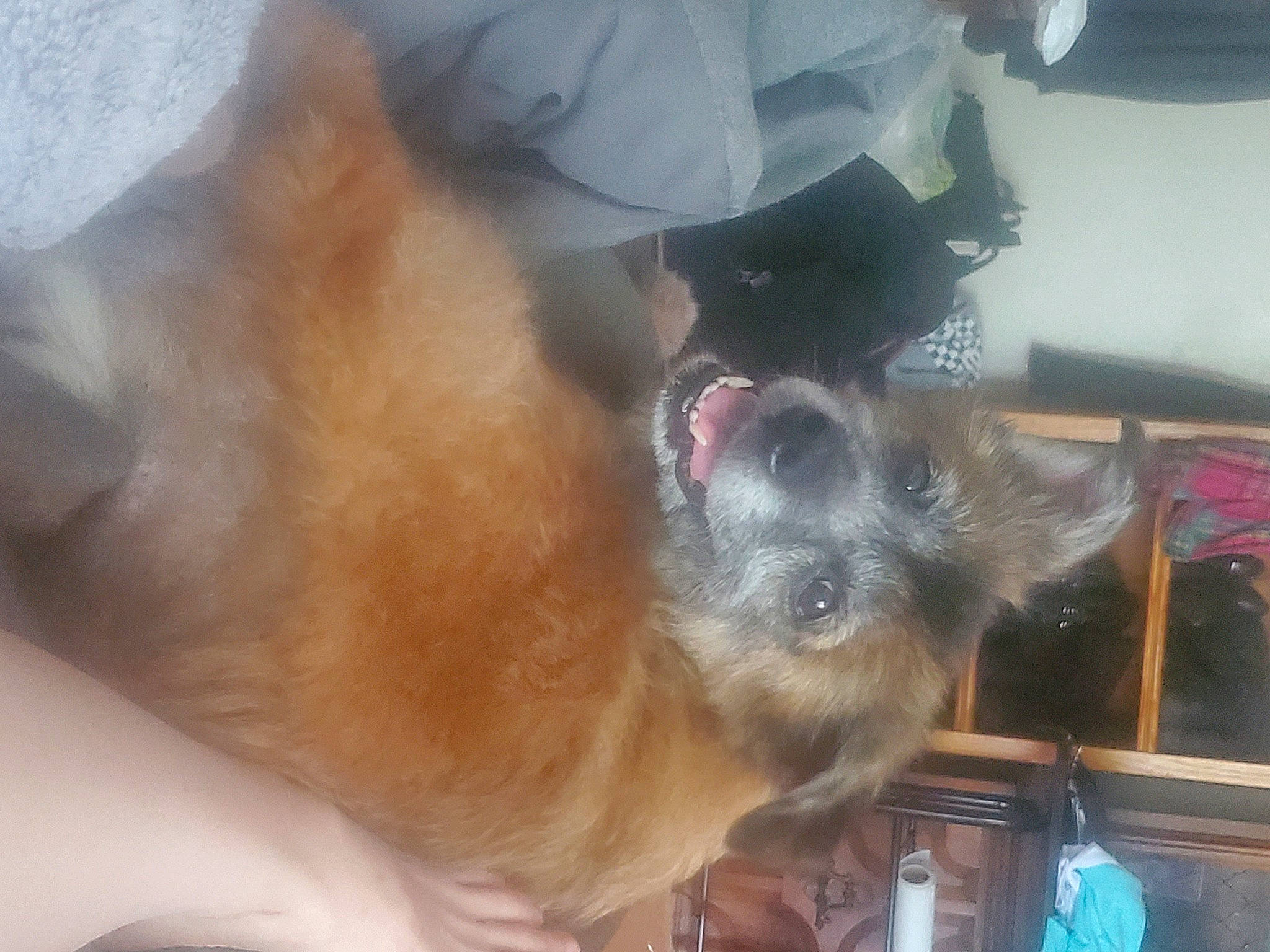 Bella joined the competition — help win amazing prizes! canidae, carnivore, cat, companion_dog, dog_breed, fawn, felidae, fur, hat, primate, small_to_medium_sized_cats, sporting_group, tail, whiskers, working_animal