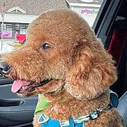 Cooper joined the competition — help win amazing prizes! dog, poodle, pet, car_interior, window, sky, clouds, harness, tongue_out, happy, close_up, groomed, fur, brown, seat, passenger, storefront, travel, portrait, side_profile