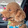 dog, poodle, pet, car_interior, window, sky, clouds, harness, tongue_out, happy, close_up, groomed, fur, brown, seat, passenger, storefront, travel, portrait, side_profile
