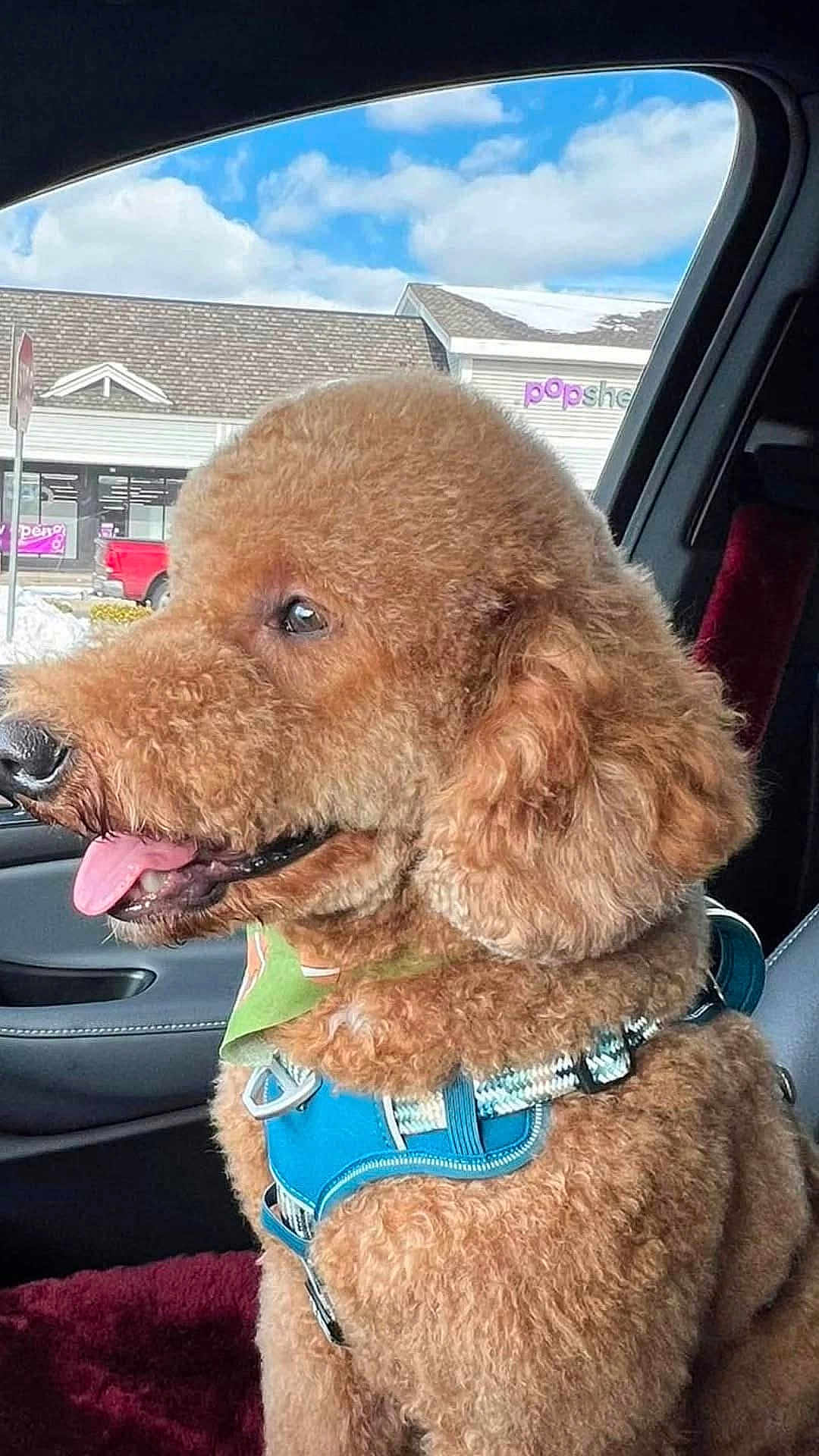 Cooper joined the competition — help win amazing prizes! dog, poodle, pet, car_interior, window, sky, clouds, harness, tongue_out, happy, close_up, groomed, fur, brown, seat, passenger, storefront, travel, portrait, side_profile