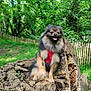 dog, pomeranian, red_harness, tree_stump, forest, greenery, outdoor, happy, panting, fur, nature, wood, fence, grass, sunlight, animal, pet, canine, smiling, park