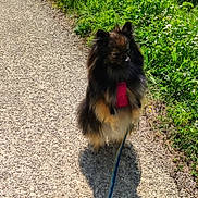 Talia participe au concours pour gagner de l'argent avec cette photo : dog, fluffy, standing, path, gravel, shadow, harness, leash, greenery, grass, flowers, sunlight, outdoor, pet, walking, nature, canine, animal, daytime, small_dog