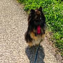 dog, fluffy, standing, path, gravel, shadow, harness, leash, greenery, grass, flowers, sunlight, outdoor, pet, walking, nature, canine, animal, daytime, small_dog