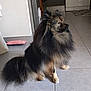 dog, fluffy, sitting, indoor, tile_floor, pet, animal, long_fur, brown, black, guarding, kitchen, side_view, domestic, canine, cute, furry, alert, mammal, companion