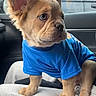 Tank joined the competition — help win amazing prizes! puppy, dog, blue_shirt, car_interior, rain, window, ears, cute, pet, lap, person, clothing, seat, looking_away, fur, young_dog, domestic_animal, indoors, companion, adorable