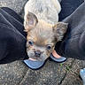 Tank joined the competition — help win amazing prizes! puppy, dog, small_dog, sitting, looking_up, curious, outdoor, pavement, legs, person, hand, casual_clothing, slippers, cute, pet, animal, young, fur, ears, nose