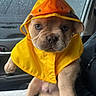 puppy, dog, raincoat, yellow, hood, car, window, raindrops, cute, pet, animal, portrait, young, fur, ears, paw, sitting, indoors, serious, weather