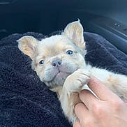 Tank joined the competition — help win amazing prizes! puppy, dog, hand, blanket, car_interior, cute, small, fur, paw, pet, animal, young, cozy, soft, face, ears, light, indoor, comfort, relaxation