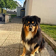 Vasco participe au concours pour gagner de l'argent avec cette photo : dog, outdoor, pet, animal, fur, black, brown, white, sitting, patio, sunlight, garden, tree, grass, house, wall, pavement, nature, daylight, cute