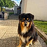 dog, outdoor, pet, animal, fur, black, brown, white, sitting, patio, sunlight, garden, tree, grass, house, wall, pavement, nature, daylight, cute
