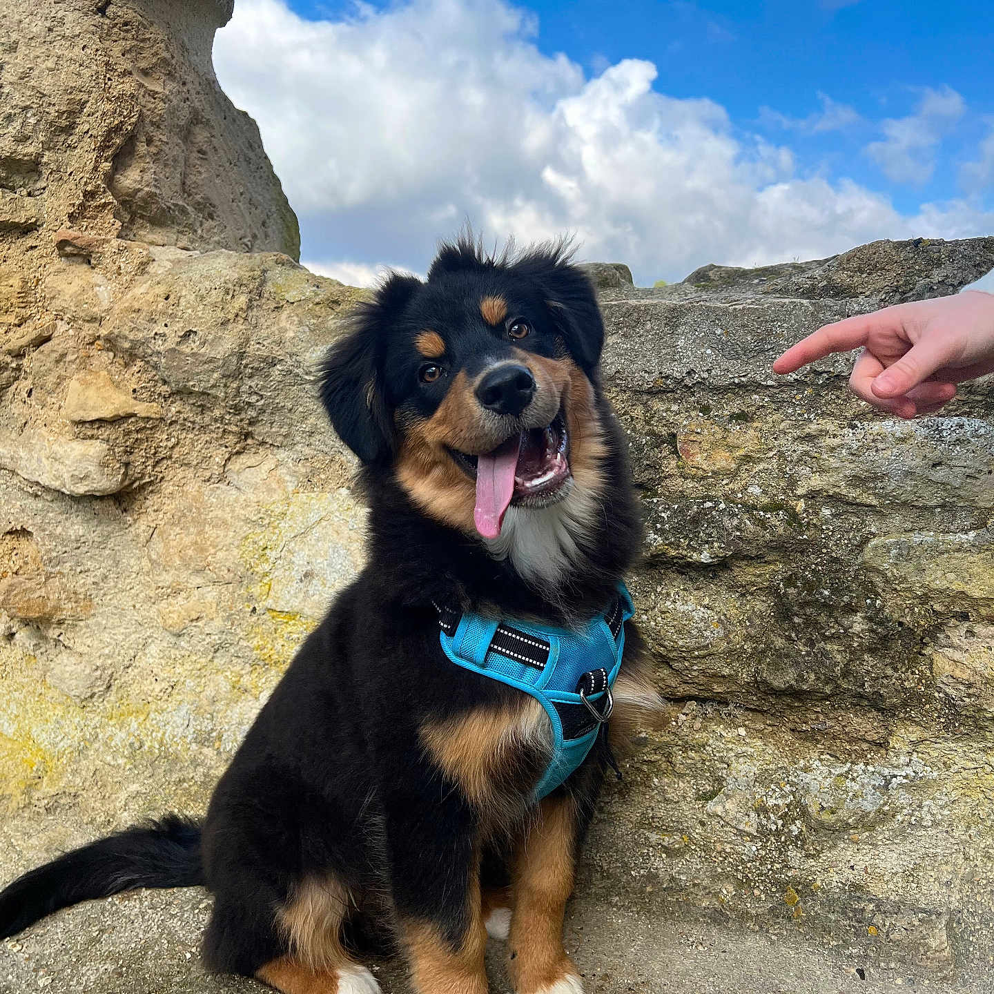 Vasco participe au concours pour gagner de l'argent avec cette photo : accessories, animal, baby, bodypart, canine, dog, finger, hand, hound, husky, leash, nature, outdoors, person, pet, puppy, rock, soil, strap, sunglasses