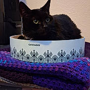 Dutchess is registered to the contest to win money with this photo: black_cat, cat, box, crocheted_blanket, purple_blanket, indoor, pet, feline, resting, round_box, cozy, fur, whiskers, ears, wall, home, container, cute, animal, relaxed