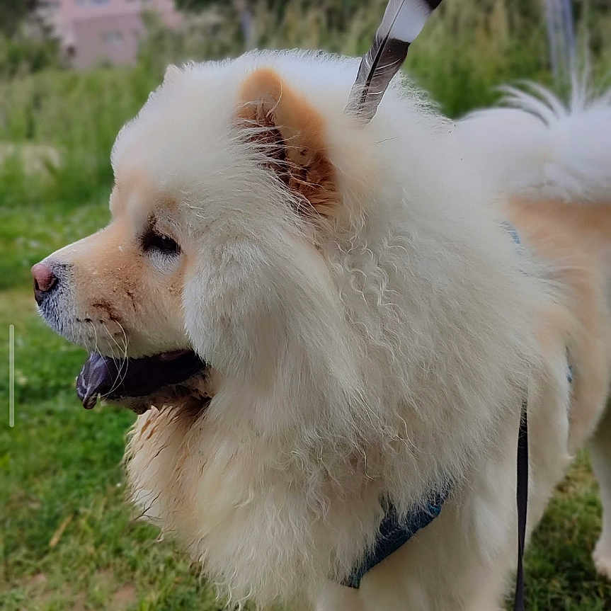 Hannibal a rejoint le concours — aidez-le/la à gagner de superbes lots ! dog, fluffy, feather, outdoor, grass, nature, pet, canine, park, leash, fur, animal, side_view, daytime, cloudy_sky, greenery, cute, mammal, portrait, companion