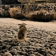 Hannibal participe au concours pour gagner de l'argent avec cette photo : dog, snow, night, outdoor, animal, pet, furry, cold, winter, back_view, bushes, house, yard, walking, footprints, nature, quiet, calm, dark, light