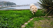 Hannibal participe au concours pour gagner de l'argent avec cette photo : dog, grass, outdoor, path, water, marina, boats, cloudy_sky, greenery, pet, walking, nature, small_dog, furry, canine, park, landscape, daytime, plant, shrub