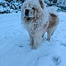 dog, chow_chow, snow, winter, outdoor, fluffy, pet, canine, animal, fur, cold, snowy_ground, building, residential_area, daytime, nature, walking, alone, quiet, serene