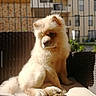 Hannibal participe au concours pour gagner de l'argent avec cette photo : dog, fluffy, cream_color, sitting, chair, outdoor, sunlight, fence, pet, canine, relaxed, portrait, daylight, paw, fur, home, building, backyard, resting, cute