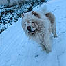 Hannibal participe au concours pour gagner de l'argent avec cette photo : dog, chow_chow, snow, snowy, winter, outdoor, park, urban, fluffy, animal, canine, pet, cold, fur, walking, daylight, buildings, nature, playful, tongue