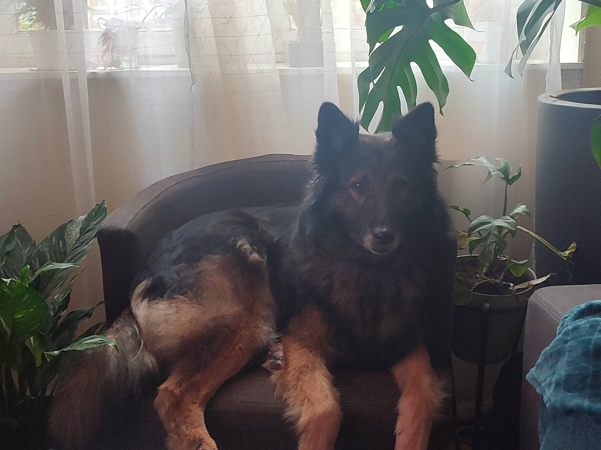 Naïka participe au concours pour gagner de l'argent avec cette photo : canidae, carnivore, companion_dog, dog, dog_breed, east_european_shepherd, fur, german_shepherd_dog, guard_dog, herding_dog, houseplant, king_shepherd, old_german_shepherd_dog, plant, snout, sporting_group, tail, window, working_animal, working_dog