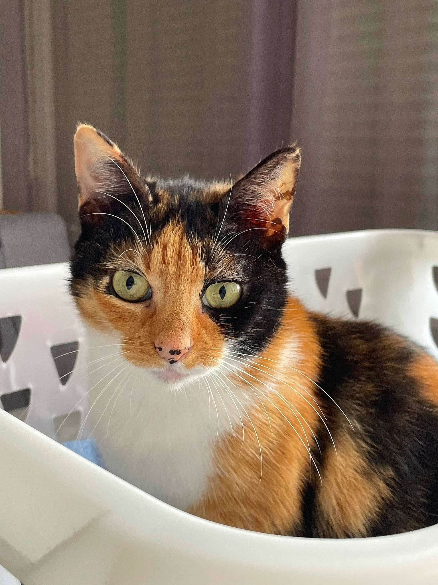 Bella participe au concours pour gagner de l'argent avec cette photo : box, carnivore, cat, collar, comfort, domestic_short_haired_cat, felidae, fur, head, pet_supply, small_to_medium_sized_cats, snout, whiskers, window
