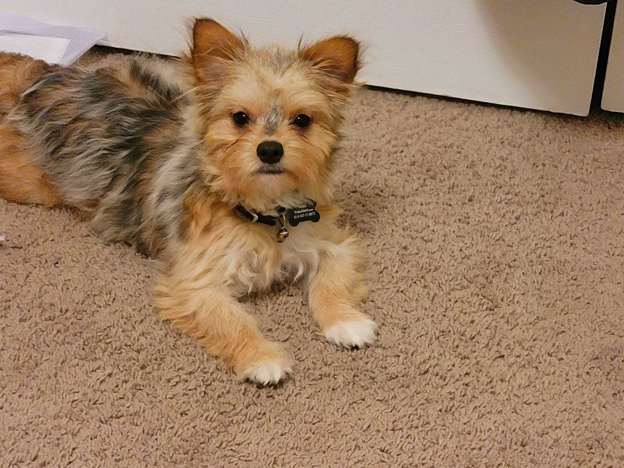 King is registered to the contest to win money with this photo: biewer_terrier, canidae, carnivore, collar, companion_dog, dog, dog_breed, dog_supply, fashion_accessory, fawn, flooring, fur, small_terrier, snout, sporting_group, terrier, toy_dog, working_animal, yorkipoo, yorkshire_terrier