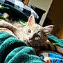 Ash joined the competition — help win amazing prizes! kitten, cat, pet, animal, indoor, blanket, cozy, fur, cute, relaxed, domestic, whiskers, ears, face, eyes, resting, soft, colored_blanket, feline, young