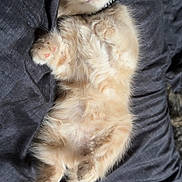 Ash is registered to the contest to win money with this photo: kitten, cat, sleeping, fluffy, cute, pet, animal, relaxed, cozy, resting, fur, whiskers, paws, pink_nose, indoors, blanket, soft, adorable, domestic_cat, young_cat