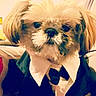 Pimousse a rejoint le concours — aidez-le/la à gagner de superbes lots ! carnivoran, companion_dog, dog, dog_breed, dog_like_mammal, ear, mammal, non_sporting_group, nose, puppy, puppy_love, shih_tzu, snout, toy_dog, vertebrate