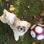 Pimousse participe au concours pour gagner de l'argent avec cette photo : carnivoran, companion_dog, dog, dog_breed, dog_breed_group, dog_like_mammal, grass, havanese, lawn, lhasa_apso, morkie, puppy, schnoodle, shih_tzu, snout, vertebrate