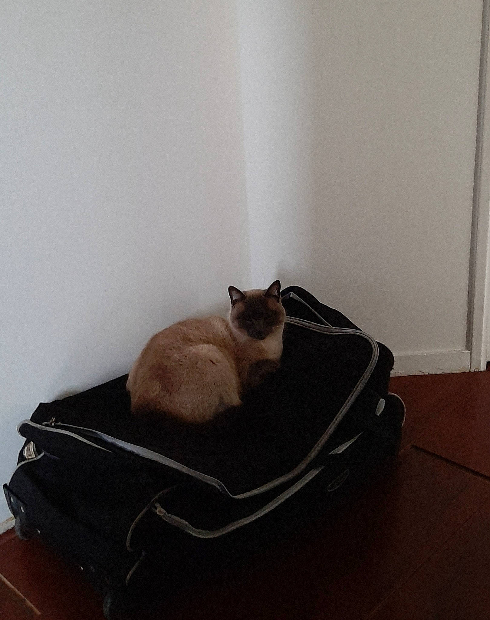 Naya a rejoint le concours — aidez-le/la à gagner de superbes lots ! bag, balinese, carnivore, cat, comfort, companion_dog, domestic_short_haired_cat, fawn, felidae, fur, grey, hardwood, luggage_and_bags, room, siamese, small_to_medium_sized_cats, tail, thai, whiskers, wood