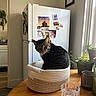 Minnie joined the competition — help win amazing prizes! basket, cat, cozy, curious, decor, feline, glass, home, indoor, kitchen, magnets, natural_light, pet, photos, potted_plants, refrigerator, tabby, tabletop, window, wooden_table
