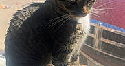 Minnie joined the competition — help win amazing prizes! animal, calm, car, cat, daylight, domestic, feline, fur, indoor, outdoor_view, parking, pet, quiet, residential, shadow, sunlight, tabby, whiskers, window_screen, windowsill