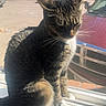 animal, calm, car, cat, daylight, domestic, feline, fur, indoor, outdoor_view, parking, pet, quiet, residential, shadow, sunlight, tabby, whiskers, window_screen, windowsill