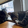 animal, blinds, cat, cone, cozy, domestic, feline, grooming, house, indoor, pet, quiet, relaxation, resting, sleeping_cat, sunlight, tabby_cat, window, window_sill, wooden_table