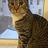 Minnie joined the competition — help win amazing prizes! animal, cat, closeup, curious, domestic, ears, feline, fur, house, indoor, looking, mammal, nature, paws, pet, striped, tabby, whiskers, window, windowsill