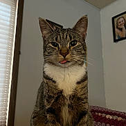 Minnie joined the competition — help win amazing prizes! cat, tabby, pet, animal, indoor, cozy, blanket, whiskers, fur, tongue, cute, portrait, window, blinds, framed_photo, wall, home, domestic, sitting, relaxed