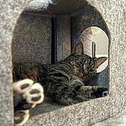 Minnie is registered to the contest to win money with this photo: animal, carpeted, cat, cat_condo, closeup, cozy, cute, feline, fur, household, indoor, paw_pads, paws, pet, relaxed, resting, sleepy, soft_texture, tabby_cat, window