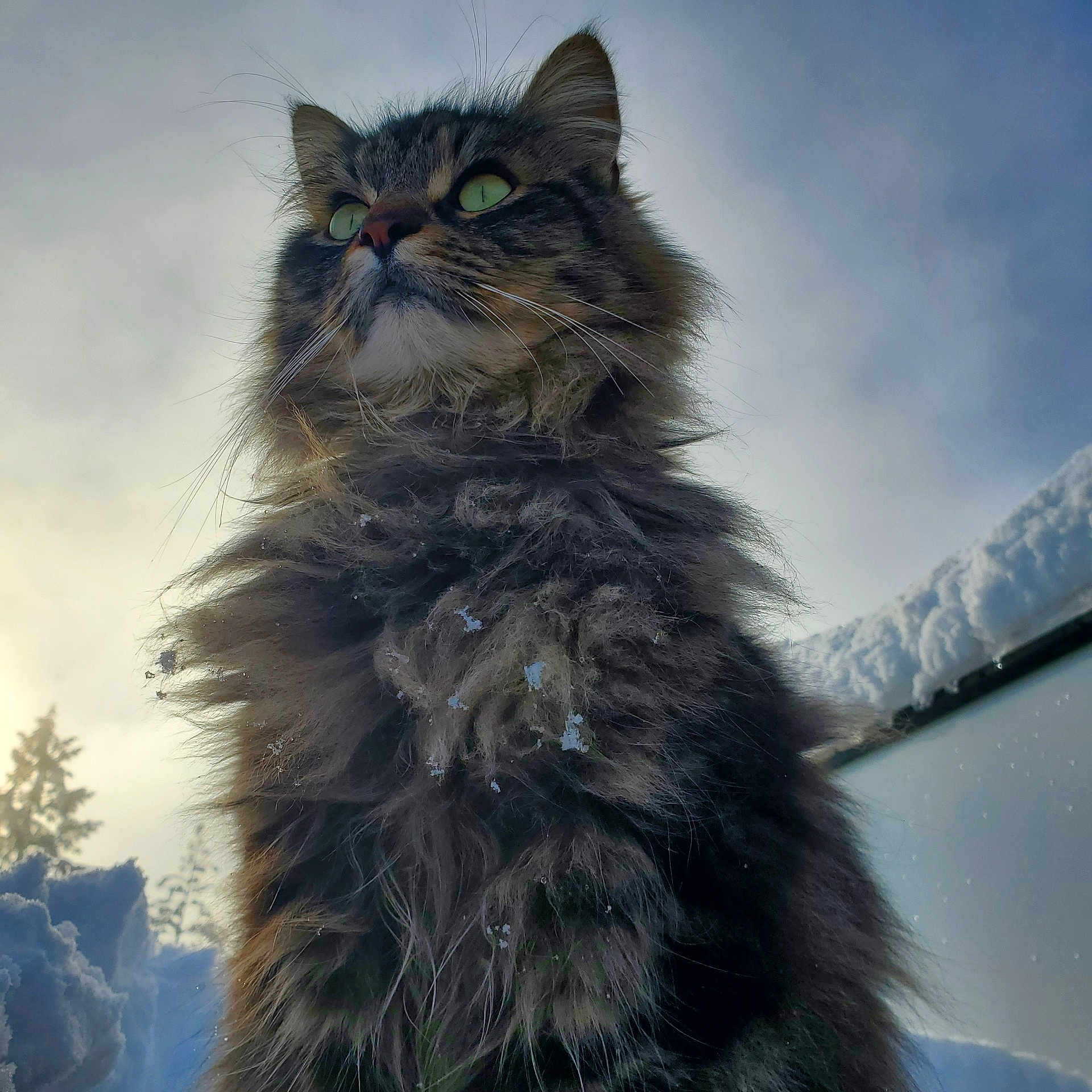Cookoo joined the competition — help win amazing prizes! angora, animal, bodypart, cat, face, head, ice, kitten, manx, nature, outdoors, person, pet, photography, plant, portrait, sky, snow, tree, winter