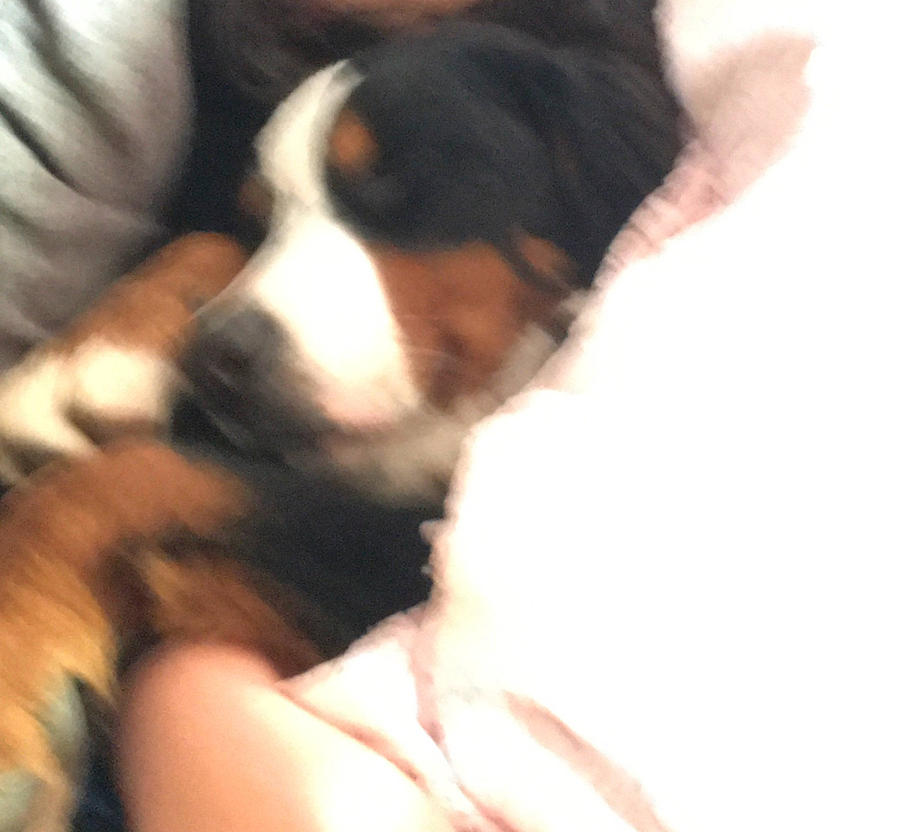 Nala participe au concours pour gagner de l'argent avec cette photo : beagle, bernese_mountain_dog, canidae, carnivore, chilean_fox_terrier, comfort, companion_dog, dog, dog_breed, fur, hound, nap, paw, pocket_beagle, puppy, puppy_love, scent_hound, snout, sporting_group, whiskers