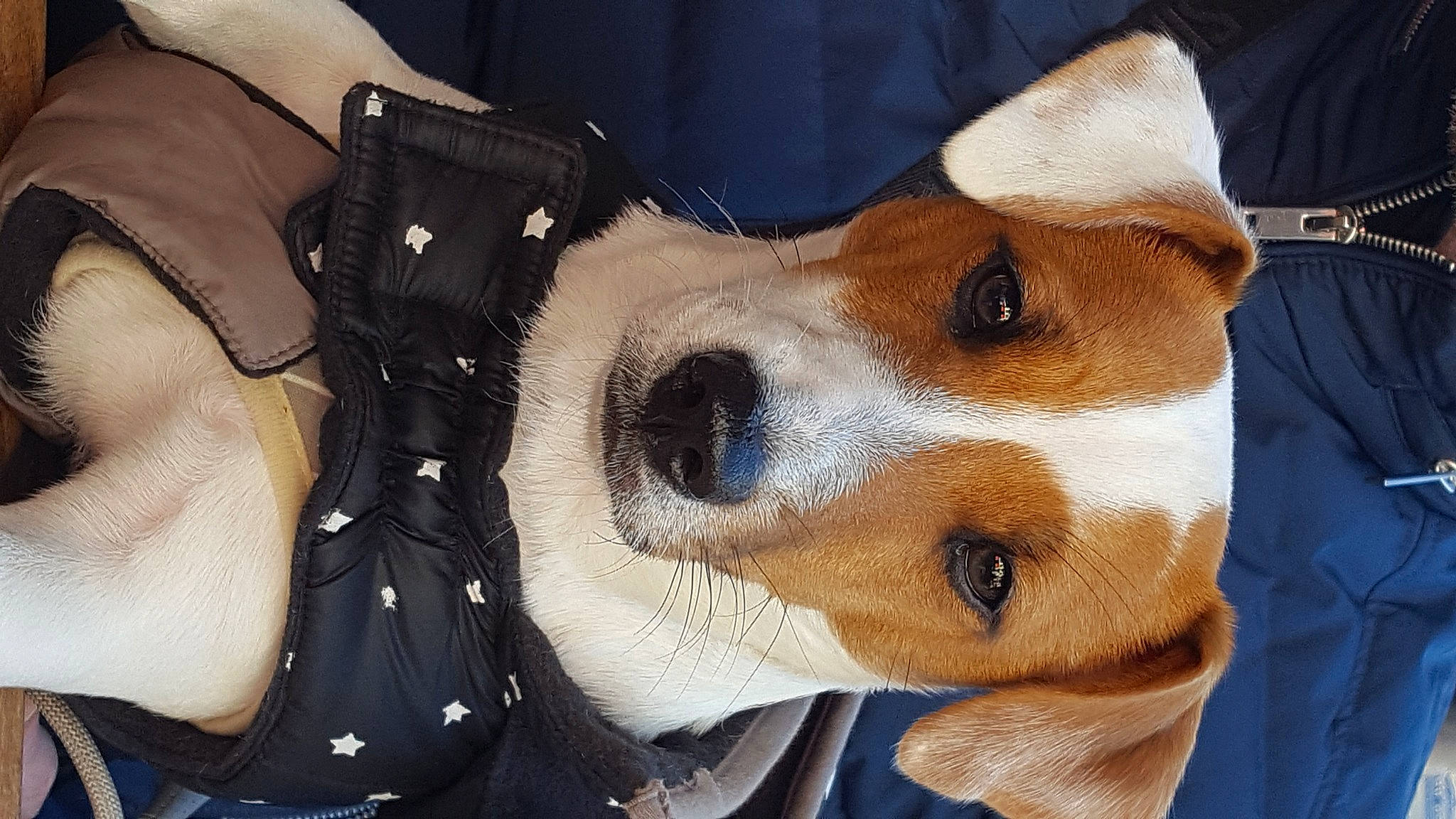 Cheyenne a rejoint le concours — aidez-le/la à gagner de superbes lots ! basenji, canidae, carnivore, companion_dog, danish_swedish_farmdog, dog, dog_breed, fawn, jack_russell_terrier, mammal, parson_russell_terrier, puppy, puppy_love, russell_terrier, snout, sporting_group, tenterfield_terrier, vertebrate