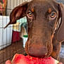 Kilo joined the competition — help win amazing prizes! dog, doberman, puppy, watermelon, fruit, hand, indoor, wire_cage, closeup, brown_fur, snout, ears, eyes, pet, animal, food, curious, bite, holding, background_blur